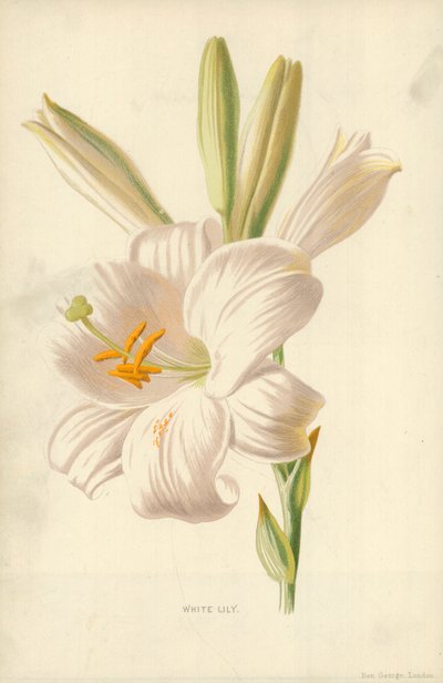 Biała lilia autorstwa Frederick Edward Hulme