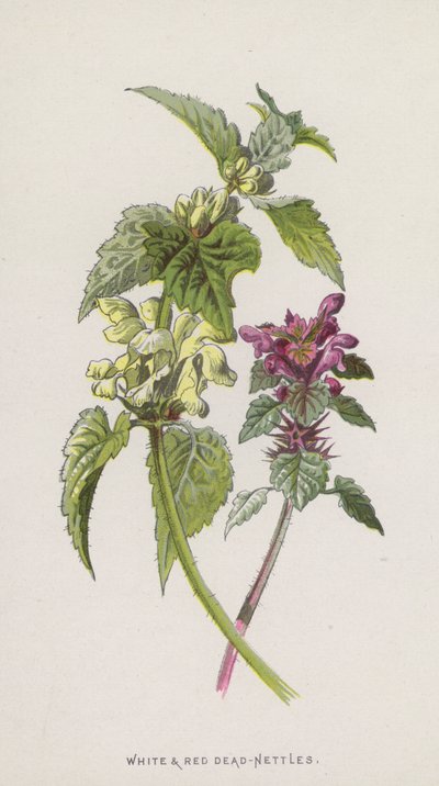 Martwe Pokrzywy Białe i Czerwone (chromolitho) autorstwa Frederick Edward Hulme