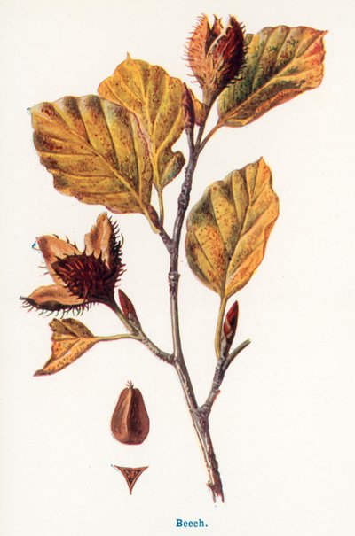  autorstwa Frederick Edward Hulme