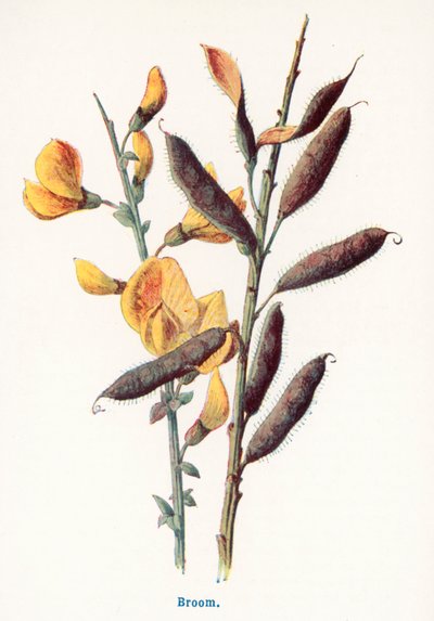  autorstwa Frederick Edward Hulme