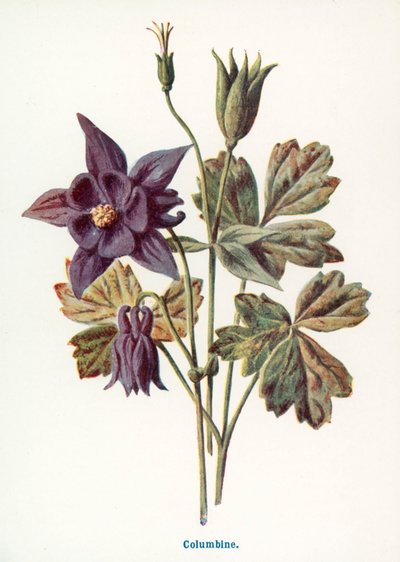  autorstwa Frederick Edward Hulme