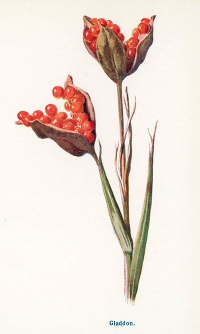  autorstwa Frederick Edward Hulme