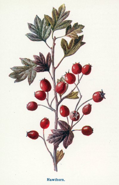  autorstwa Frederick Edward Hulme