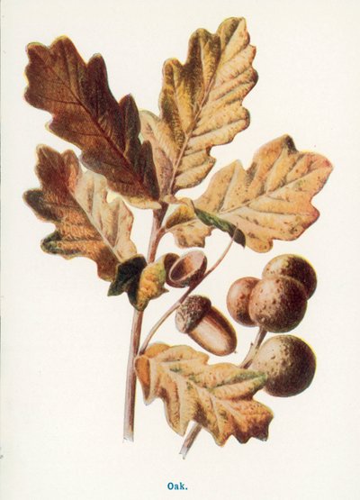  autorstwa Frederick Edward Hulme