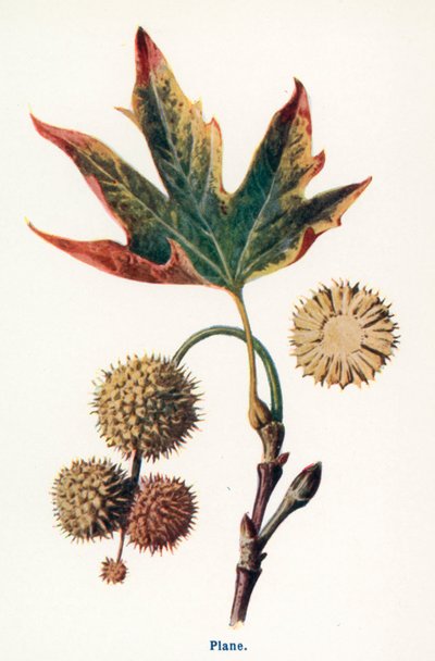  autorstwa Frederick Edward Hulme