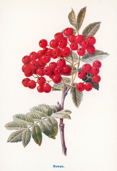  autorstwa Frederick Edward Hulme