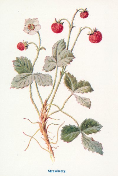 Dzikie owoce wiejskie: Truskawka (kolorowa litografia) autorstwa Frederick Edward Hulme