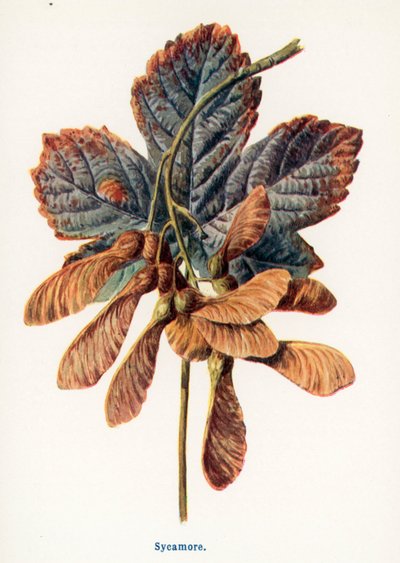  autorstwa Frederick Edward Hulme