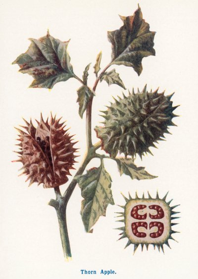  autorstwa Frederick Edward Hulme