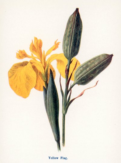  autorstwa Frederick Edward Hulme