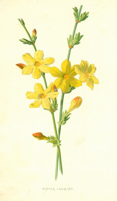 Zimowy Jaśmin autorstwa Frederick Edward Hulme
