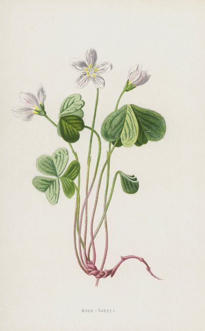 Szczaw drzewny (chromolitho) autorstwa Frederick Edward Hulme