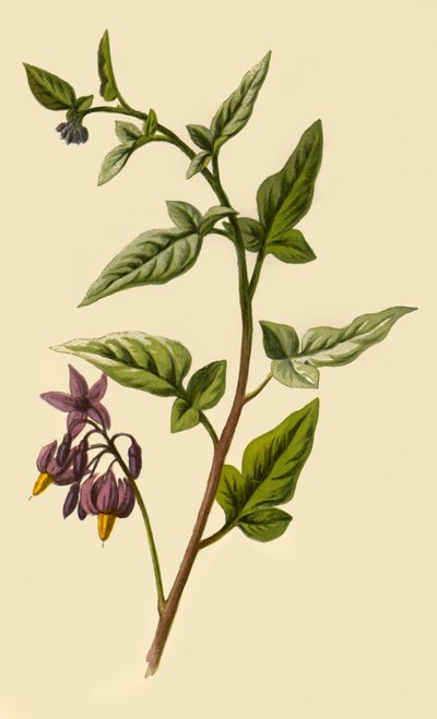 Woody - Nocny Cień, 1877. autorstwa Frederick Edward Hulme