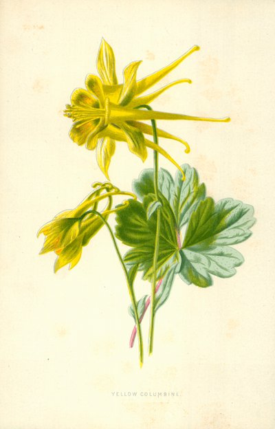 Żółta Orlik autorstwa Frederick Edward Hulme