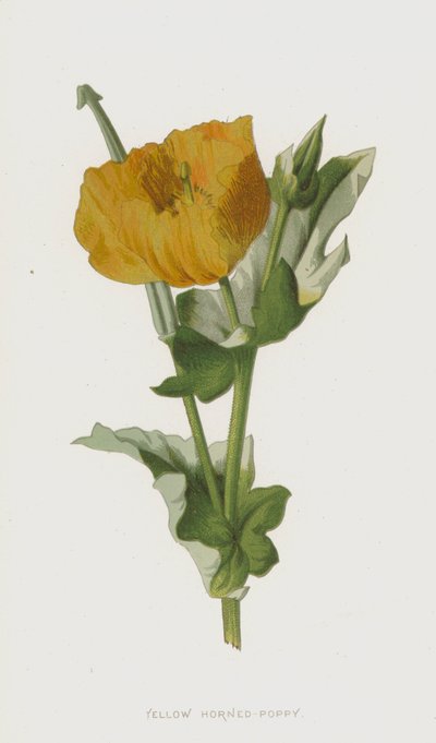 Żółty Mak rogaty (chromolitho) autorstwa Frederick Edward Hulme