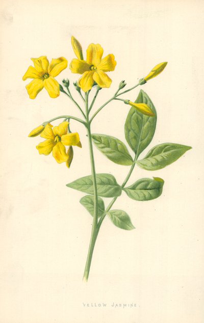 Żółty Jaśmin autorstwa Frederick Edward Hulme