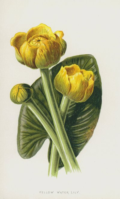 Żółta Lilia Wodna (chromolitho) autorstwa Frederick Edward Hulme