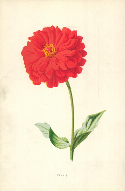 Cynia autorstwa Frederick Edward Hulme