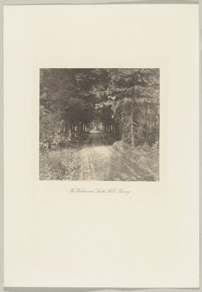 Lasy jodłowe w pobliżu Leith Hill, Surrey autorstwa Frederick H. Evans