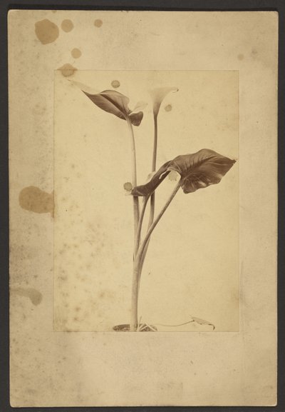 [Calla Lily] autorstwa Frederick H. Hollyer