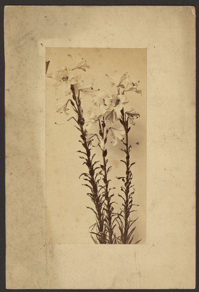 [Day Lily] autorstwa Frederick H. Hollyer