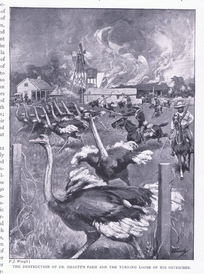 Zniszczenie farmy Dr Smarts i uwolnienie strusi, z After Pretoria: The Guerilla War wydanego przez Harmsworth Bros Limited, 1901 autorstwa Frederick Judd Waugh