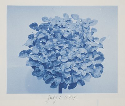Bez tytułu, 1 lipca autorstwa Frederick K. Coulson