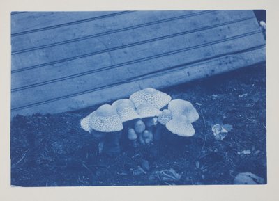 Bez tytułu, koniec XIX–początek XX w. (cyjanotypia na papierze kremowym) autorstwa Frederick K. Coulson