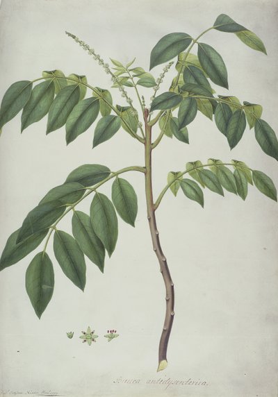 Brucea Antidysenterica, 1777 (wc i pne nad grafitem na welinie) autorstwa Frederick Polydor Nodder