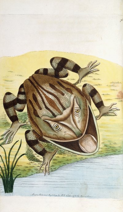 żaba rogata autorstwa Frederick Polydor Nodder
