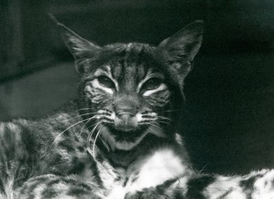 Mały Ryś Bobcat oblizujący usta, Londyńskie Zoo, czerwiec 1925 autorstwa Frederick William Bond