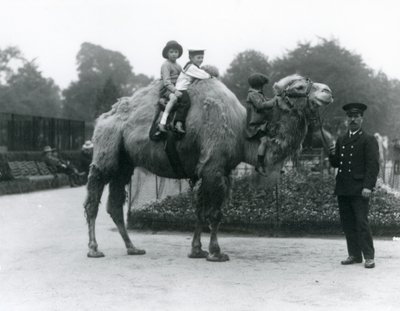Przejażdżka na wielbłądzie dwugarbnym z opiekunem Harrym Warwickiem w londyńskim zoo, czerwiec 1924 autorstwa Frederick William Bond