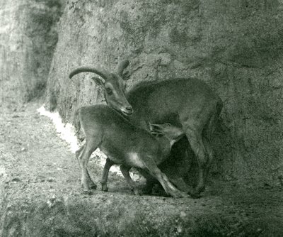 Owca berberyjska AoudadWaddanAruiArruis karmi swoje jagnię na tarasach Mappin, londyńskie zoo, sierpień 1927 autorstwa Frederick William Bond