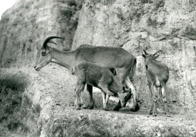 Owca berberyjska/Aoudad/Waddan/Arui/Arruis stojąca z dwójką młodych na tarasach Mappin, londyńskie zoo, sierpień 1927 (zdjęcie czarno-białe) autorstwa Frederick William Bond