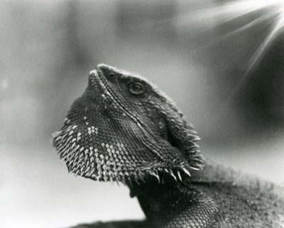 Brodaty Lizard patrzący na londyńskie zoo w 1930 roku (zdjęcie czarno-białe) autorstwa Frederick William Bond