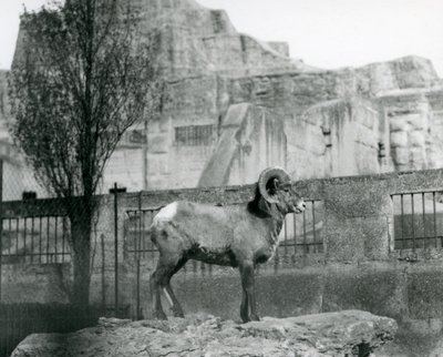 Baran Bighorn Sheep stojący na skale z widokiem na swoją zagrodę u podnóża Mappin Terraces w londyńskim zoo. 1931 (zdjęcie czarno-białe) autorstwa Frederick William Bond