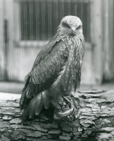Kania czarna odpoczywająca na kłodzie, londyńskie zoo, sierpień 1926 (zdjęcie czarno-białe) autorstwa Frederick William Bond