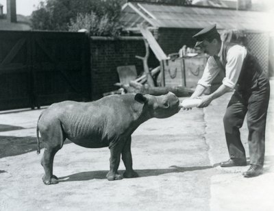 Cielę czarnego nosorożca karmione butelką przez opiekuna, londyńskie zoo, wrzesień 1928 r. autorstwa Frederick William Bond