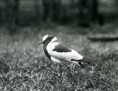 Kowal czajka stojący na trawie w londyńskim zoo, sierpień 1927 r. autorstwa Frederick William Bond