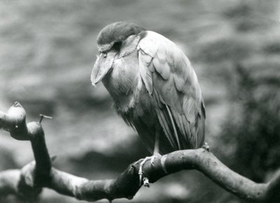 Czapla łódkowata lub dziób łódkowaty siedząca na gałęzi w londyńskim zoo, czerwiec 1924 r autorstwa Frederick William Bond