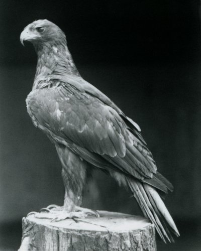 Booted Eagle stojący na pniu w londyńskim zoo w czerwcu 1926 r. autorstwa Frederick William Bond