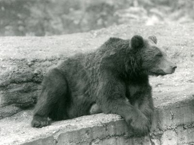 Niedźwiedź brunatny odpoczywający na półce skalnej w londyńskim zoo w 1924 r. autorstwa Frederick William Bond
