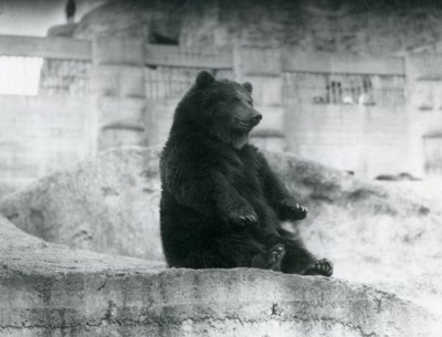 Niedźwiedź brunatny siedzący na wybiegu u podnóża tarasów Mappin w londyńskim zoo, wrzesień 1921 r. autorstwa Frederick William Bond