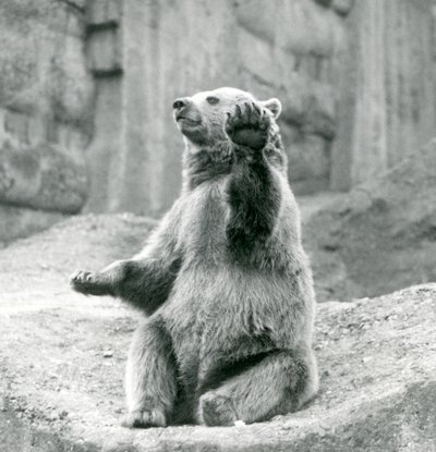 Siedzący niedźwiedź brunatny na półce skalnej, machający jedną z przednich łap, londyńskie zoo, wrzesień 1927 autorstwa Frederick William Bond
