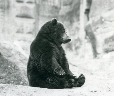 Niedźwiedź brunatny siedzący na skałach tarasów Mappin, londyńskie zoo, czerwiec 1928 autorstwa Frederick William Bond
