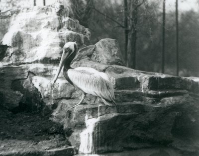 Pelikan brunatny stojący na skałach w londyńskim zoo w czerwcu 1927 r. autorstwa Frederick William Bond