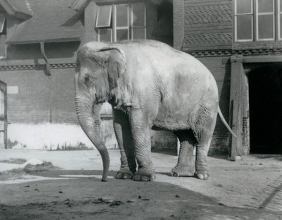 Słoń birmański stojący przed Elephant House w londyńskim zoo w 1929 roku (zdjęcie czarno-białe) autorstwa Frederick William Bond