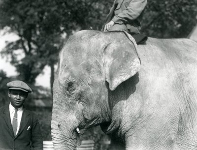 Słoń birmański ze swoim treserem i innym mężczyzną, londyńskie zoo, wrzesień 1926 autorstwa Frederick William Bond