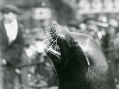 Kalifornijski lew morski w londyńskim zoo, październik 1924 autorstwa Frederick William Bond