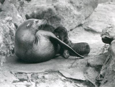 Lew morski kalifornijski karmiący swoje godzinne szczenię, londyńskie zoo, lipiec 1925 r. autorstwa Frederick William Bond